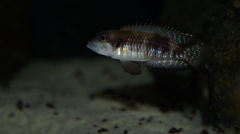 Lamprologus speciosus